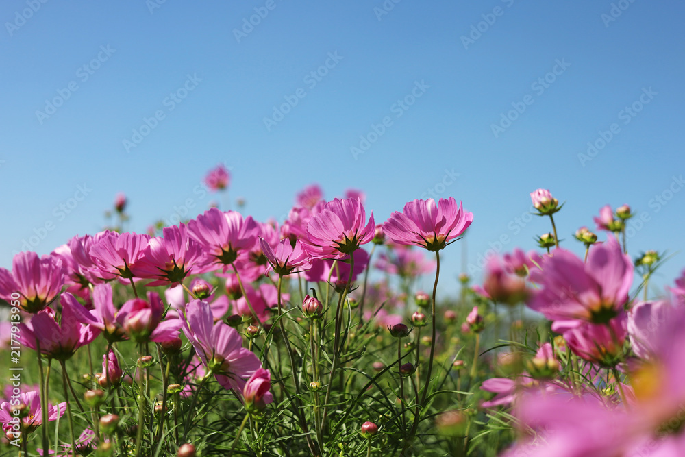 Obraz premium Pink cosmos flowers blooming&nbsp;in a sunny field on a clear day.