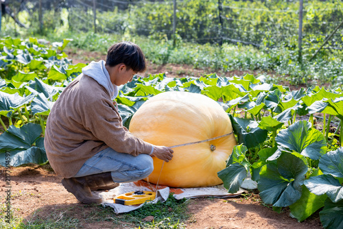 Принти на полотні Farmer is growing giant atlantic pumpkin for the market contest display during f