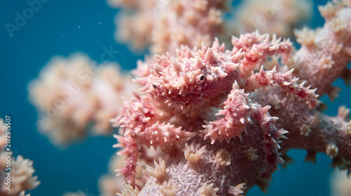 Commensal candy crab on pink soft coral tree underwater macro view