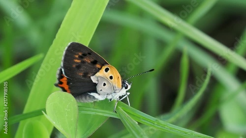 野原の葉に止まるベニシジミ