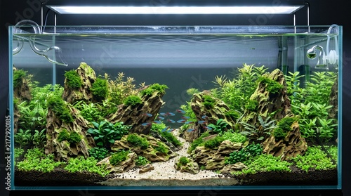 Aquascaped nature aquarium