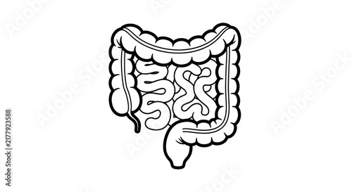 Bild auf Leinwand Human digestive system anatomy illustration.