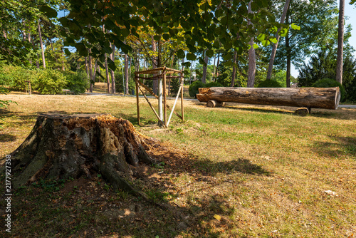 Canvastavla Old decayed tree stump, newly planted supported tree and large fallen trunk in a park, illustrating tree replacement, renewal, lifecycle and transition from old to new