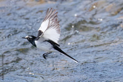 Foto 川辺から飛び出すセグロセキレイ(Japanese Wagtail)