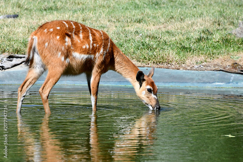Obraz na płótnie A female sitatunga or nyala antelope standing in shallow water, bending down to drink with a clear reflection visible on the surface