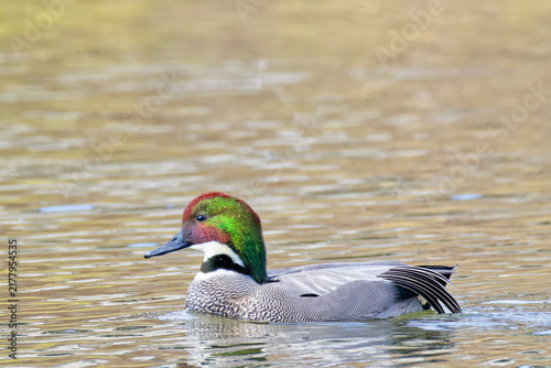 Canvas Print 生殖羽のヨシガモ(Falcated Duck)の雄
