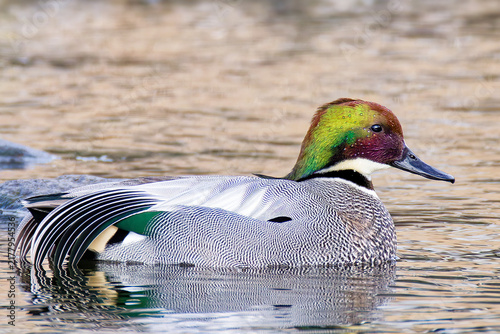 Bild auf Leinwand ヨシガモ(Falcated Duck)成鳥の雄