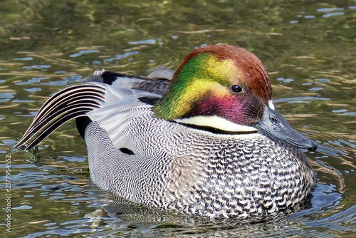 Fotografía こちらに寄って来るヨシガモ(Falcated Duck)の雄