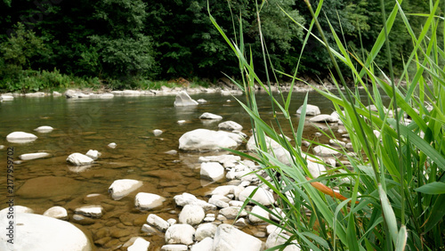Принти на полотні Calm mountain river with clear water flowing around large rocks, bordered by lush green grass and wild vegetation