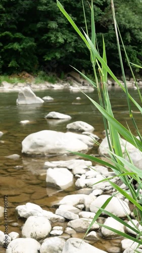 Calm mountain river with clear water flowing around large rocks, bordered by lush green grass and wild vegetation. Pristine wilderness, nature travel, hiking, outdoor recreation, and scenic mountain