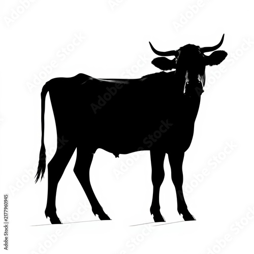 Silhouette of a cow standing alone against white background, outline, black