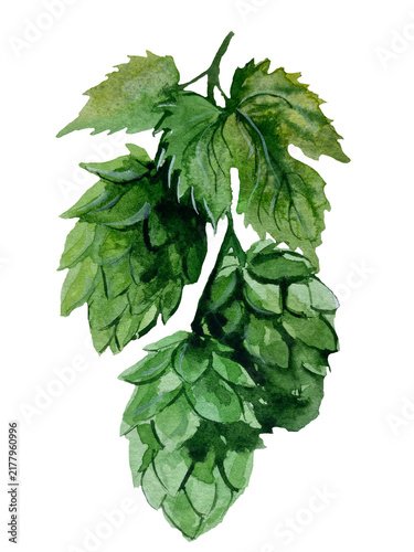 Hand-painted watercolor illustration of a green hop branch with leafy foliage and three hop cones, isolated on a transparent background
