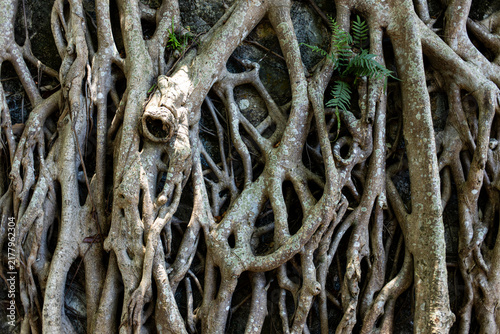 Roots grow on a rocky surface in a forest area during daytime hours