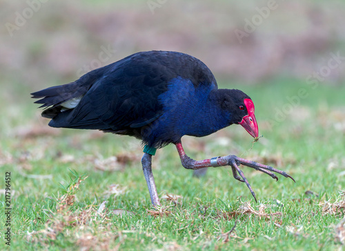 Fotografía Australasian Swamphen, Porphyrio melanotus