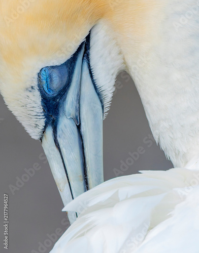 Bild auf Leinwand Australasian Gannet, Morus serrator