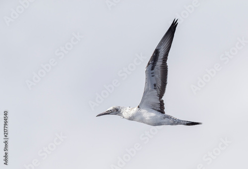 Foto Australasian Gannet, Morus serrator