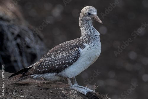 Bild auf Leinwand Australasian Gannet, Morus serrator