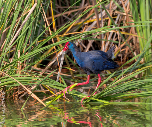 Western Swamphen, Porphyrio porphyrio