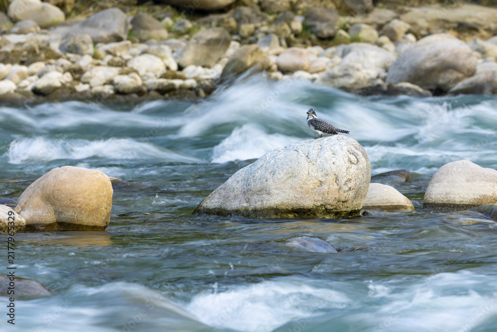 Fototapeta premium Crested Kingfisher, Megaceryle lugubris