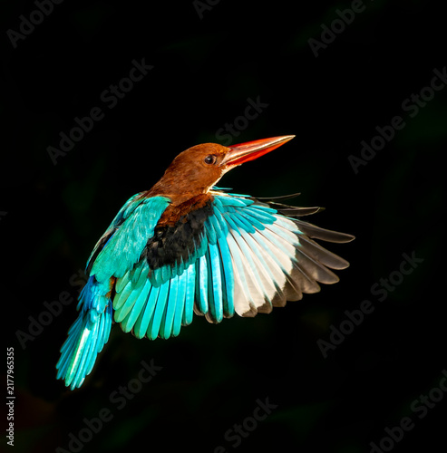 Canvastavla White-throated Kingfisher, Halcyon smyrnensis