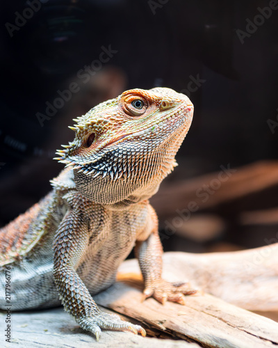 Принти на полотні Close-Up Portrait of Bearded Dragon Lizard Perched on Wood, Dark Background