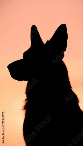 Soft Focus German Shepherd Silhouette Against Pastel Background, gentle gaze, loyal friend