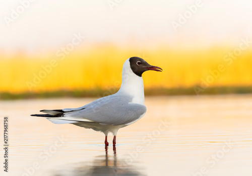 Fotografía Common Black-headed Gull, Croicocephalus ridibundus