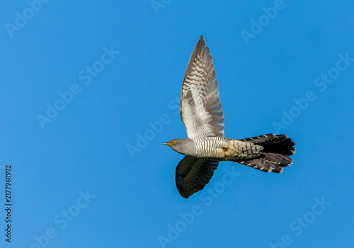 Quadro su tela Common Cuckoo, Cuculus canorus