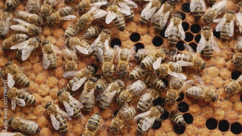 Many honey bees crawling over a brood frame inside a beehive. Life of a bee colony, beekeeping, honey production, pollination, apiculture, and natural bee habitat concept.