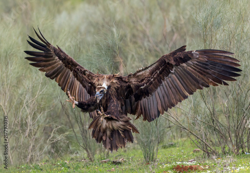 Cinereous vulture, Aegypius monachus