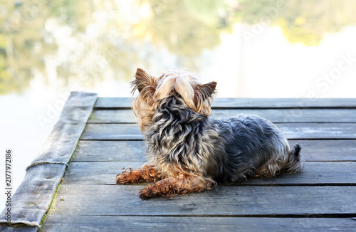 Dog on the Pier