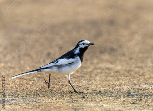 Obraz na plátně Black-backed Wagtail, Motacilla lugens