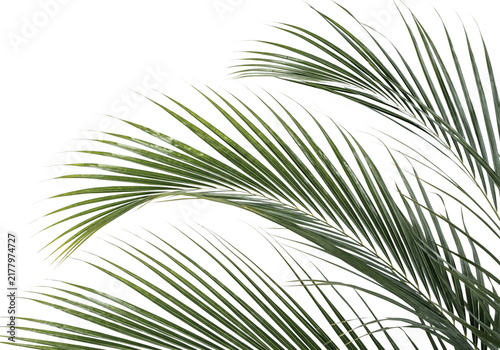 Fotografía Lush tropical areca palm leaf branch isolated