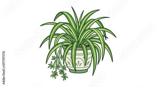 Trailing spider plant in decorative patterned pot.