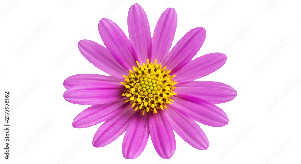 Obraz premium Pink daisy flower with yellow center and many petals, blooming flora plant for nature, beauty, and spring garden decoration.