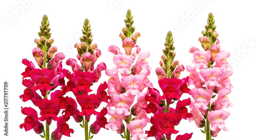 Pink and red snapdragon flowers with green buds stand tall against a grey background, symbolizing spring and floral arrangements.