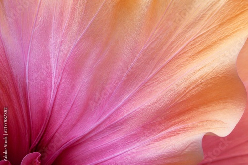 Pink flower petal displaying delicate veins in macro