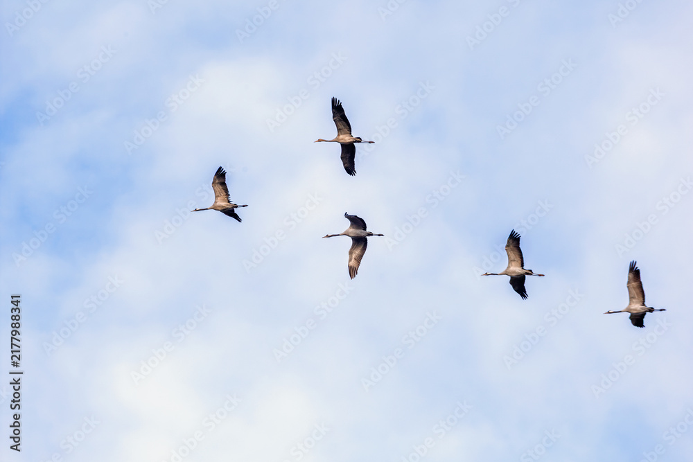 Obraz premium Flock of migrating Cranes flying on the sky