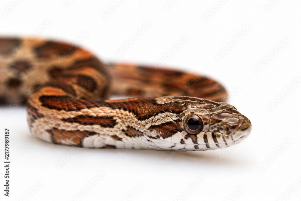 Obraz premium Corn snake coiled resting on white background closeup
