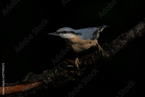 Canvastavla Eurasian Nuthatch (Sitta europaea) on a branch