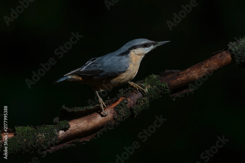 Quadro su tela Eurasian Nuthatch (Sitta europaea) on a branch