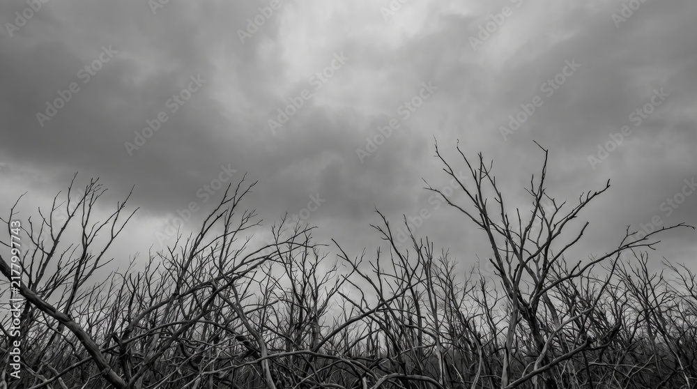 Obraz premium Halloween dry branch background under dark storm cloud. Creepy eerie gothic horror forest. old wood tree branch root, mysterious dramatic fantasy skittish