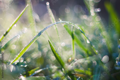 Canvastavla Fresh morning dew drops on green grass blades with beautiful bokeh background