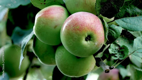 Ripe green apples with a red blush growing on a branch of an apple tree in a garden. Apple cultivation and harvesting, sweet natural dessert, healthy eating, and apples as raw material for juice
