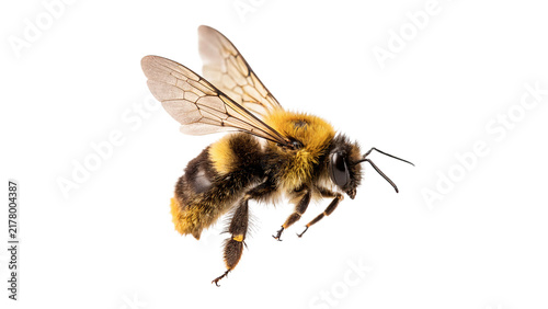 Obraz na plátně Single honey bee flying insect wings details macro isolated on transparent backg