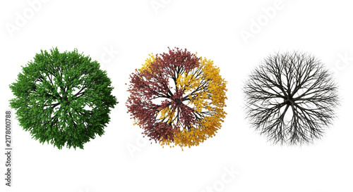 ultra-detailed commercial still life of three identical miniature deciduous trees displaying summer, autumn, and winter stages, isolated on a transparent studio backdrop. Conceptual illustration of