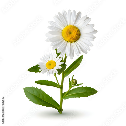 White daisy with yellow center on green stem