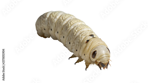 Konstfotografi White worm grub insect larva macro shot isolated on dark background for fishing