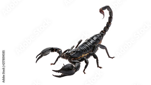 Foto Dangerous black scorpion with stinger raised up high isolated on transparent bac
