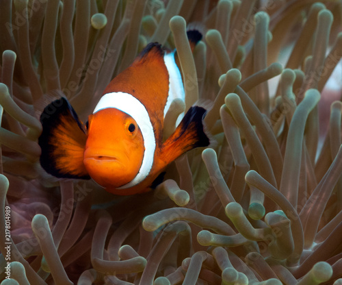 Cuadro en lienzo A False clown anemonefish Boracay Island Philippines